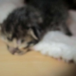 Savannah, F-7B, BST Dark, DOB 3-12-17