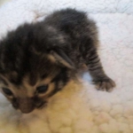 Savannah, F-7B, BST Dark, DOB 3-12-17