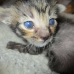 Savannah, F-7B, BST Dark, DOB 3-12-17