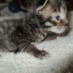 Savannah, F-7B, BST Dark, DOB 3-12-17