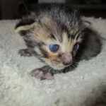 Savannah, F-7B, BST Dark, DOB 3-12-17