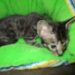 Troubles two, Savannah, F-7B, BST Dark, DOB 3-12-17