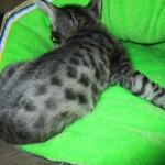 Troubles two, Savannah, F-7B, BST Dark, DOB 3-12-17