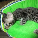 Troubles two, Savannah, F-7B, BST Dark, DOB 3-12-17