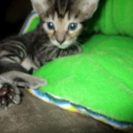 Troubles two, Savannah, F-7B, BST Dark, DOB 3-12-17