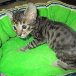 Troubles two, Savannah, F-7B, BST Dark, DOB 3-12-17