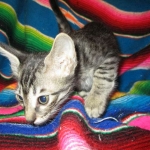 Troubles two, Savannah, F-7B, BST Dark, DOB 3-12-17