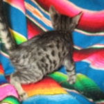 Troubles two, Savannah, F-7B, BST Dark, DOB 3-12-17