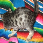 Troubles two, Savannah, F-7B, BST Dark, DOB 3-12-17