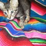 Troubles two, Savannah, F-7B, BST Dark, DOB 3-12-17