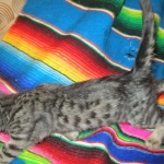 Troubles two, Savannah, F-7B, BST Dark, DOB 3-12-17