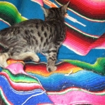 Troubles two, Savannah, F-7B, BST Dark, DOB 3-12-17