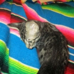 Troubles two, Savannah, F-7B, BST Dark, DOB 3-12-17