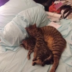 Troubles two, Savannah, F-7B, BST Dark, DOB 3-12-17