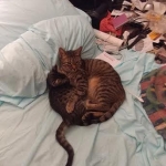 Troubles two, Savannah, F-7B, BST Dark, DOB 3-12-17