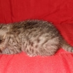 Savannah, F-7B female BST, DOB 2-11-20