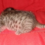 Savannah, F-7B female BST, DOB 2-11-20