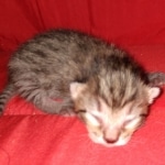 Savannah, F-7B female BST, DOB 2-11-20