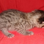 Savannah, F-7B female BST, DOB 2-11-20