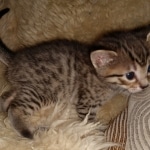 Savannah, F-7B female BST, DOB 2-11-20