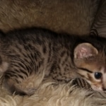 Savannah, F-7B female BST, DOB 2-11-20