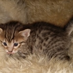 Savannah, F-7B female BST, DOB 2-11-20