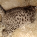 Savannah, F-7B female BST, DOB 2-11-20