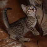 Savannah, F-7B female BST, DOB 2-11-20