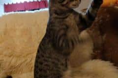 Kevlar Savannah F-7B BST Male DOB 3-14-19