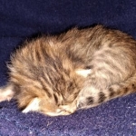 Savannah, F-7B, Male DOB 3-14-19