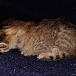 Savannah, F-7B, Male DOB 3-14-19