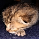 Savannah, F-7B, Male DOB 3-14-19