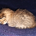 Savannah, F-7B, Male DOB 3-14-19