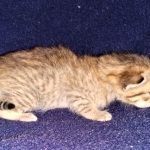 Savannah, F-7B, Male DOB 3-14-19