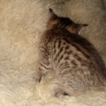 Savannah, F-7B, Male DOB 3-14-19