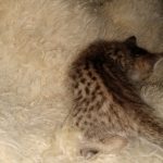 Savannah, F-7B, Male DOB 3-14-19