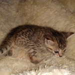 Savannah, F-7B, Male DOB 3-14-19