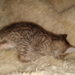 Savannah, F-7B, Male DOB 3-14-19