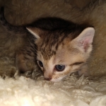 Savannah, F-7B, Male DOB 3-14-19