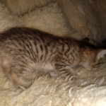 Savannah, F-7B, Male DOB 3-14-19