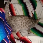 Savannah, F-7B, Male DOB 3-14-19