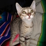 Savannah, F-7B, Male DOB 3-14-19