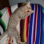 Savannah, F-7B, Male DOB 3-14-19