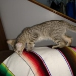 Savannah, F-7B, Male DOB 3-14-19