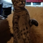 Savannah, F-7B, Male DOB 3-14-19