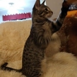 Savannah, F-7B, Male DOB 3-14-19