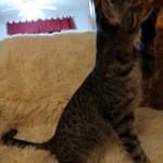 Savannah, F-7B, Male DOB 3-14-19