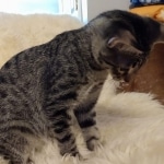 Savannah, F-7B, Male DOB 3-14-19