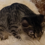 IMG_20190801_202714780-1