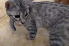 Luster Savannah F-7B Cool BST Female DOB 3-14-19